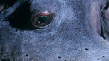 Blackspotted kirpi balığı balık pufferfish. Yakın çekim.