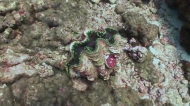 Deniz tarağı Tridacna maxima. Sualtı deniz yaşamı.