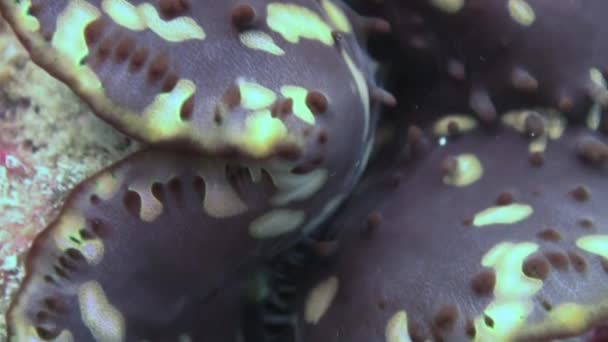 Muschel tridacna maxima. Unterwasserlebewesen. — Stockvideo