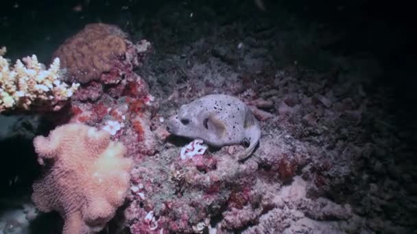 Svartfläckade puffer fisk blåsfisk. På nära håll. — Stockvideo