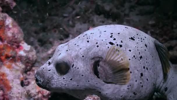 Kolcobrzuch Ryby puffer Blackspotted. Z bliska. — Wideo stockowe