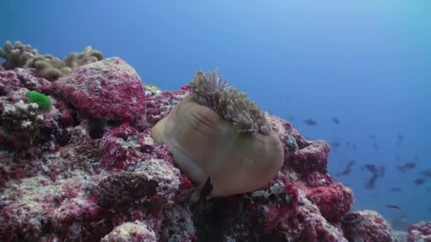 Anemoni e pesci pagliaccio. Maldive . — Video Stock