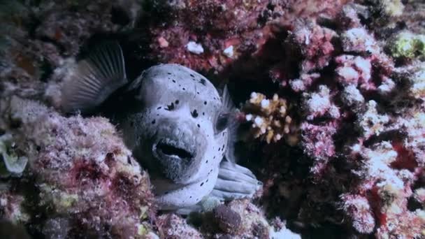 Blackspotted puffer fish pufferfish. Close up. — Stock Video