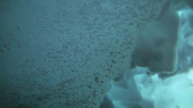 Arctic coğrafi Kuzey Kutbu'ndaki tüplü dalış.