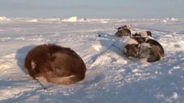 Barneo Kuzey Kutbu'nda Alaska Hasky kızak köpekleri.