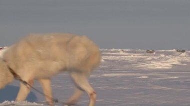 Barneo Kuzey Kutbu'nda Alaska Hasky kızak köpekleri.