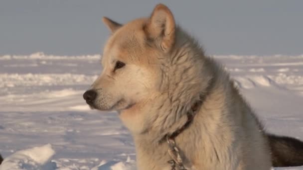 Alaskan Hasky trineo perros en Polo Norte en Barneo . — Vídeo de stock