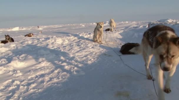 Alaskan Hasky sled dogs at  North Pole in Barneo. — Stock Video