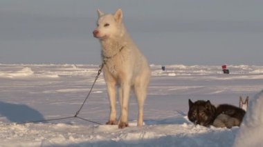 Barneo Kuzey Kutbu'nda Alaska Hasky kızak köpekleri.