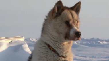 Barneo Kuzey Kutbu'nda Alaska Hasky kızak köpekleri.