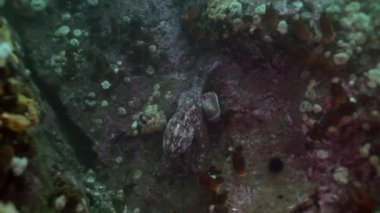 Taş deniz dibinin yiyecek bulmak büyük ahtapot.