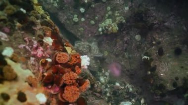 Taş deniz dibinin yiyecek bulmak büyük ahtapot.