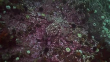 Taş deniz dibinin yiyecek bulmak büyük ahtapot.