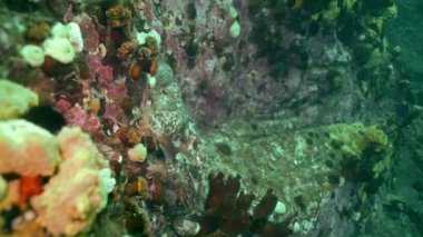 Taş deniz dibinin yiyecek bulmak büyük ahtapot.