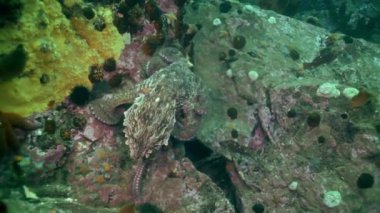 Taş deniz dibinin yiyecek bulmak büyük ahtapot.