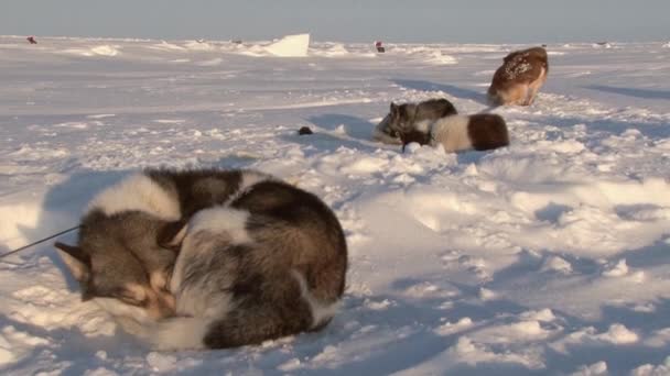 Alaskan Hasky saně na severním pólu v Barneo. — Stock video