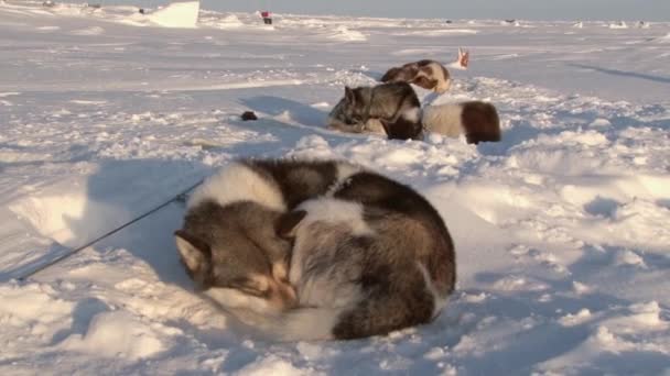 Alaskan Hasky släde hundar på Nordpolen i Barneo. — Stockvideo