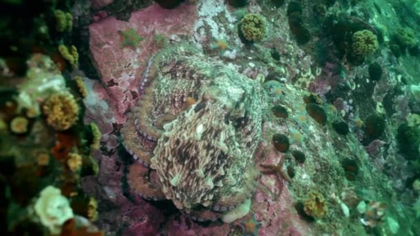 Pulpo grande en el fondo del mar de piedra en busca de comida . — Vídeos de Stock