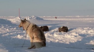 Barneo Kuzey Kutbu'nda Alaska Hasky kızak köpekleri.