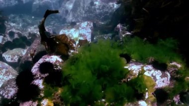 Deniz kestanesi yiyecek bulmak deniz tabanı üzerinde.