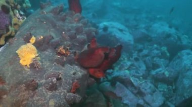 Sandy kırmızı renkli süngerler Japonya deniz dibinin.