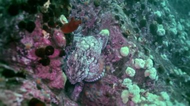 Taş deniz dibinin yiyecek bulmak büyük ahtapot.