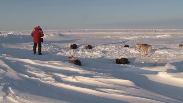 アラスカのそり犬の写真を作る観光客. — ストック動画