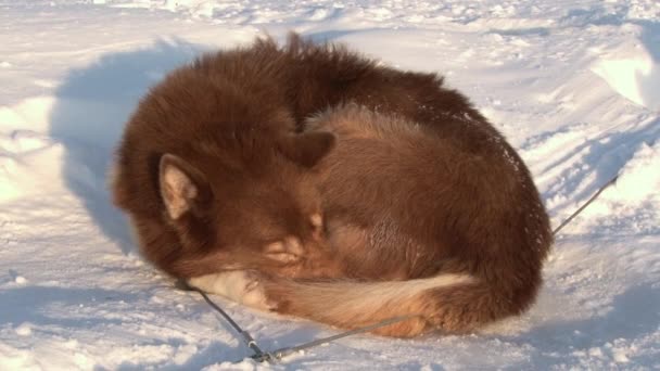 Alaskan hasky schlittenhunde am nordpol in barneo. — Stockvideo