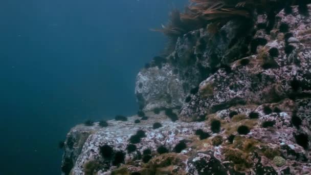 Oursin sur le fond marin à la recherche de nourriture . — Video