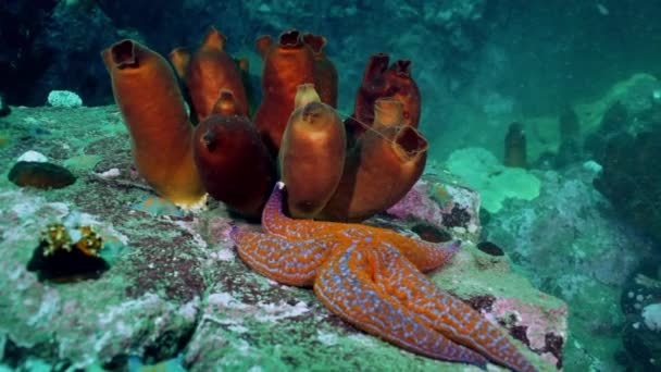 カラフルなスポンジの日本海で海底をサンディ赤. — ストック動画