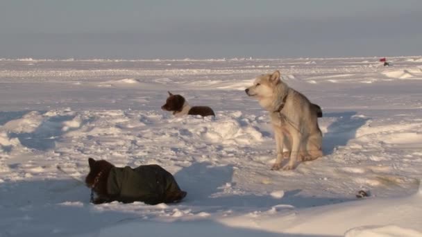 Alaskan Hasky släde hundar på Nordpolen i Barneo. — Stockvideo