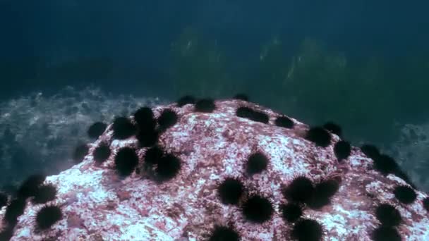 Ouriço do mar no fundo do mar em busca de comida . — Vídeo de Stock