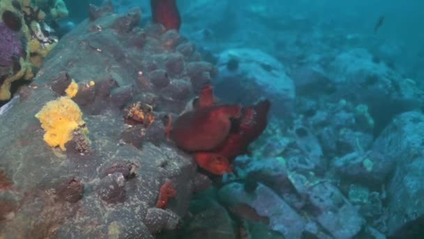 Fondo marino rojo arenoso con esponjas coloridas mar de Japón . — Vídeos de Stock