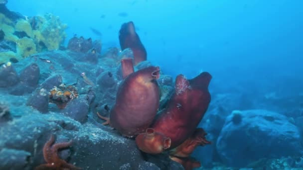 Sandy röd havsbotten med färgglada svampar Japan havet. — Stockvideo