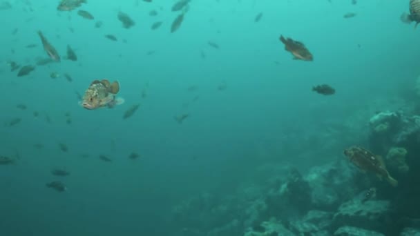 Рыба и морские ежи среди скал на морском дне . — стоковое видео