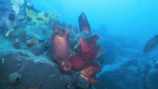 Сенді червоний морське дно з барвистими губки Японського моря. — стокове відео