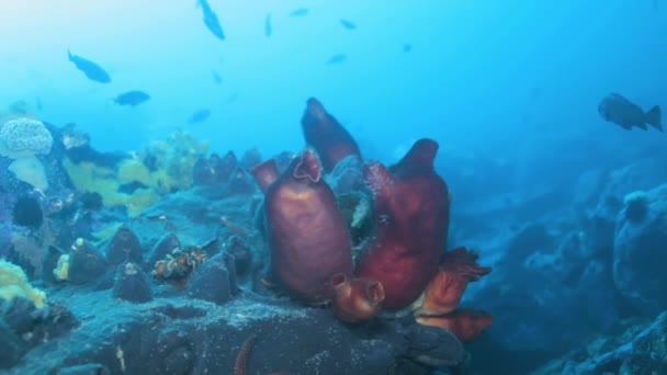 Sol marin rouge sablonneux avec éponges colorées Mer du Japon . — Video