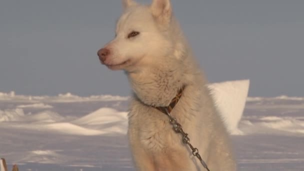 Alaskan Hasky cani da slitta al Polo Nord nel Barneo . — Video Stock