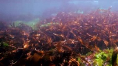 Çalılıkları kahverengi çimen, deniz tabanı üzerinde deniz yosunu.