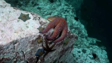 Balık ve deniz kestanesi deniz dibinin buzlu arasında.