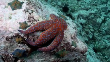 Balık ve deniz kestanesi deniz dibinin buzlu arasında.