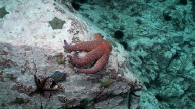 Balık ve deniz kestanesi deniz dibinin buzlu arasında.