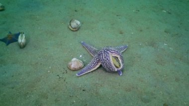 Deniz yıldızı kabukları kumlu altta av.