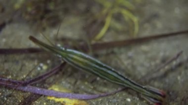 Deniz dibinin yiyecek arayan çim üzerinde karides.