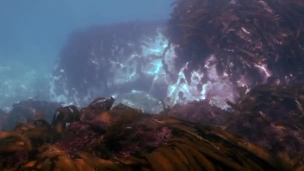 Espesuras de hierba marrón, algas en el fondo del mar . — Vídeo de stock