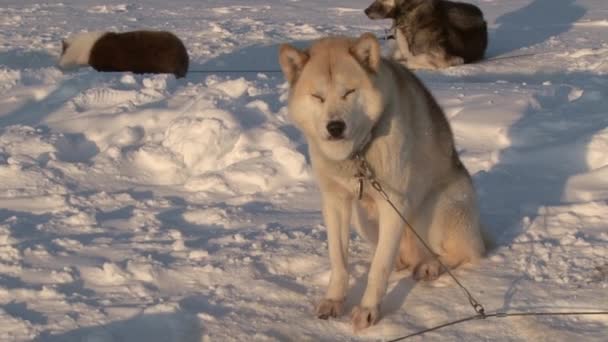 Alaskan Hasky sanki psy na biegunie północnym w barneo. — Wideo stockowe