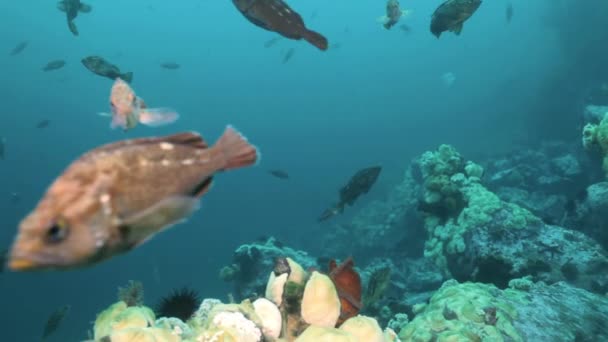 Peixes e ouriços-do-mar entre as rochas no fundo do mar . — Vídeo de Stock