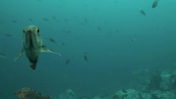 Рыба и морские ежи среди скал на морском дне . — стоковое видео