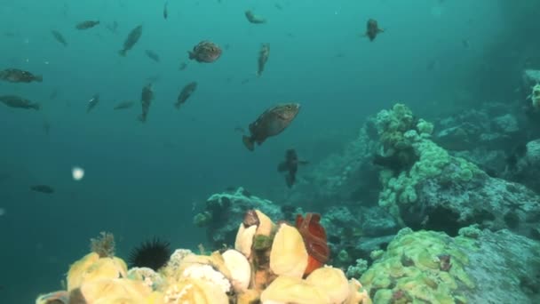 魚とウニの海底の岩の間. — ストック動画