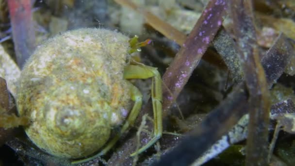 Caranguejo eremita do câncer rastejando no fundo do mar rochoso . — Vídeo de Stock